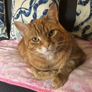 Meet your Posher, Stacey